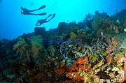 Antipathes dichotoma corail noir-Ambiance Catherine Tomia Creinung waha-16m-20180526-Denis-ADER-DSC_0842_tn
